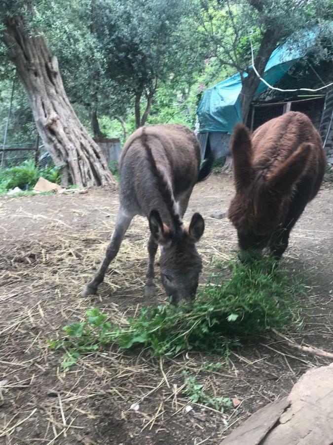 La Finestra Sul Fiordo *
